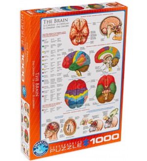 Пъзел Eurographics от 1000 части – Човешкото тяло, Мозък 