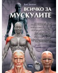 Всичко за мускулите